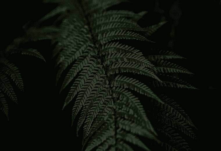 grounded embodiment and natural presence